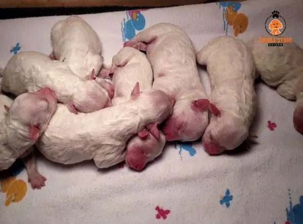 dấu hiệu chó Pitbull mang thai