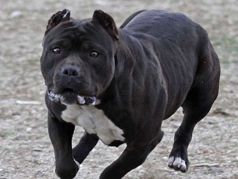 Chó Pitbull Đen: Đặc Điểm, Cách Chăm Sóc Và Tính Cách Thú Cưng An Toàn Giới thiệu về chó Pitbull đen