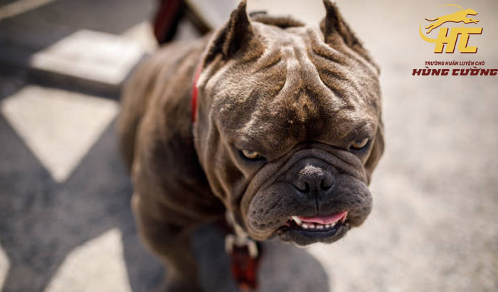 Chó Pitbull Đen: Đặc Điểm, Cách Chăm Sóc Và Tính Cách Thú Cưng An Toàn Tính cách và hành vi của chó Pitbull đen