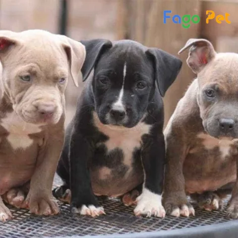 Chó Pitbull Đen: Đặc Điểm, Cách Chăm Sóc Và Tính Cách Thú Cưng An Toàn Chế độ ăn uống và dinh dưỡng cho chó Pitbull đen