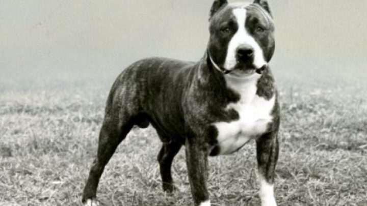 Chó Pitbull Đen: Đặc Điểm, Cách Chăm Sóc Và Tính Cách Thú Cưng An Toàn Chó Pitbull Đen: Đặc Điểm, Cách Chăm Sóc Và Tính Cách Thú Cưng An Toàn