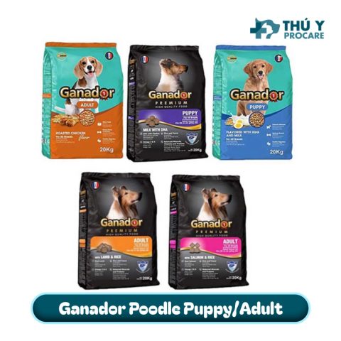 Chó Poodle Ăn Gì Để Có Dinh Dưỡng Tốt Nhất Và Sức Khỏe Tối Ưu Chó Poodle ăn gì để khỏe mạnh và hạnh phúc?