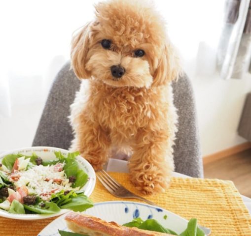 Chó Poodle Ăn Gì Để Có Dinh Dưỡng Tốt Nhất Và Sức Khỏe Tối Ưu Các loại thực phẩm tốt cho chó Poodle