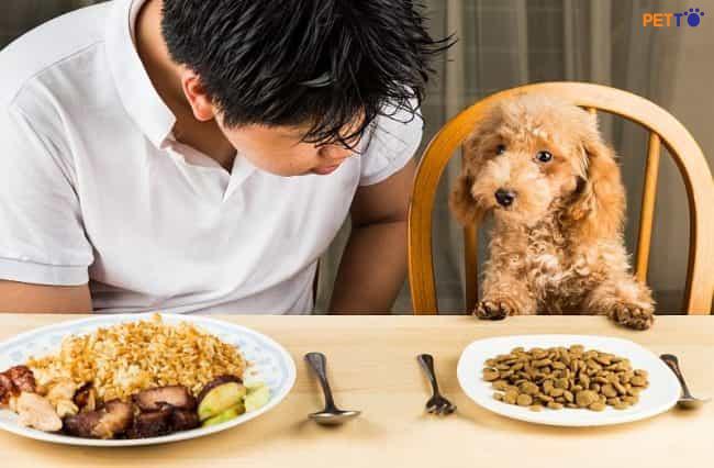 Chó Poodle Ăn Gì Để Có Dinh Dưỡng Tốt Nhất Và Sức Khỏe Tối Ưu Lượng thức ăn cần thiết cho chó Poodle theo từng độ tuổi
