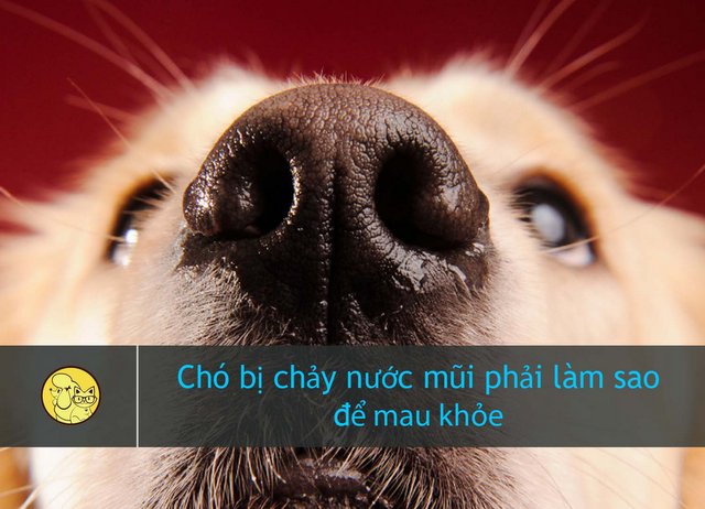 Chó Poodle Bị Chảy Nước Mũi: Nguyên Nhân, Triệu Chứng Và Cách Chăm Sóc Hiệu Quả Nguyên nhân chó Poodle bị chảy nước mũi