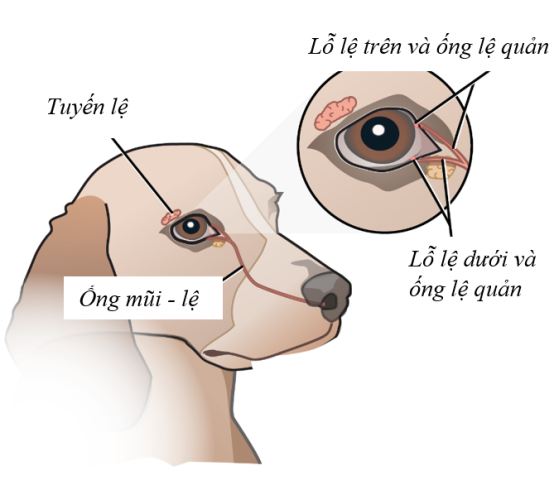 Chó Poodle Bị Chảy Nước Mũi: Nguyên Nhân, Triệu Chứng Và Cách Chăm Sóc Hiệu Quả Chó Poodle Bị Chảy Nước Mũi: Nguyên Nhân, Triệu Chứng Và Cách Chăm Sóc Hiệu Quả