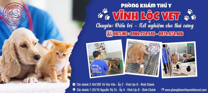 Chó Poodle Bị Chảy Nước Mũi: Nguyên Nhân, Triệu Chứng Và Cách Chăm Sóc Hiệu Quả Điều trị chó Poodle bị chảy nước mũi tại nhà