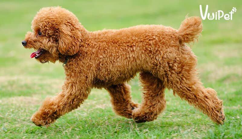 Chó Poodle Cái Có Kinh: Cách Chăm Sóc Và Đặc Điểm Nổi Bật Của Giống Chó Cảnh Chó Poodle cái có kinh: Đặc điểm nổi bật