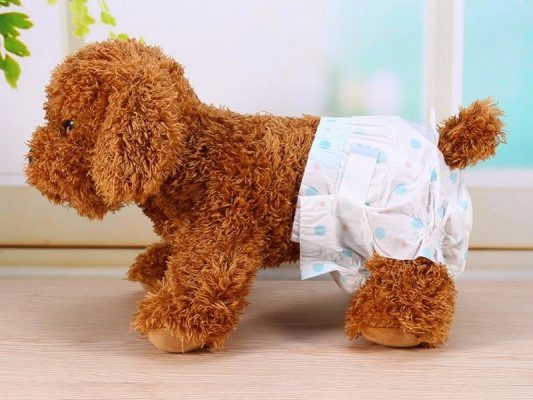Chó Poodle Cái Có Kinh: Cách Chăm Sóc Và Đặc Điểm Nổi Bật Của Giống Chó Cảnh Chế độ chăm sóc cho chó Poodle cái có kinh