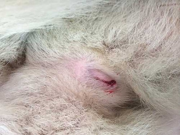 Chó Poodle Cái Có Kinh: Cách Chăm Sóc Và Đặc Điểm Nổi Bật Của Giống Chó Cảnh Những vấn đề sức khỏe thường gặp ở chó Poodle cái có kinh