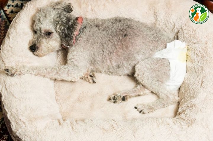 Chó Poodle Cái Có Kinh: Cách Chăm Sóc Và Đặc Điểm Nổi Bật Của Giống Chó Cảnh Những điều cần lưu ý khi chó Poodle cái có kinh