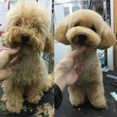 Chó Poodle Cạo Lông: Hướng Dẫn Chăm Sóc, Lợi Ích Và Giá Dịch Vụ Cạo Lông Lợi ích của việc cạo lông cho chó Poodle