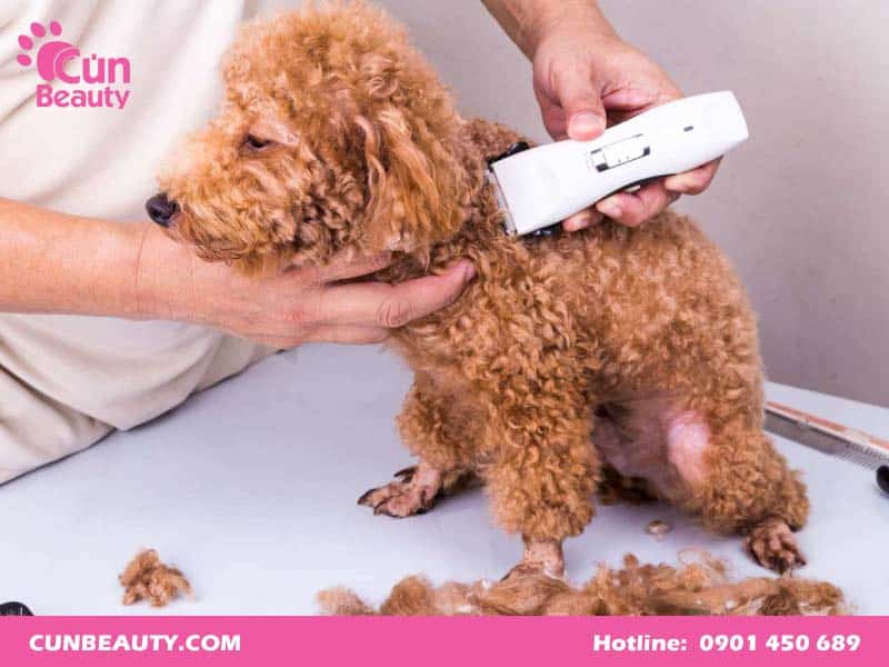 Chó Poodle Cạo Lông: Hướng Dẫn Chăm Sóc, Lợi Ích Và Giá Dịch Vụ Cạo Lông Thời điểm lý tưởng để cạo lông chó Poodle