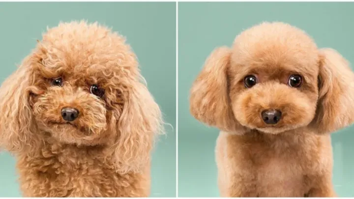 Chó Poodle Cạo Lông: Hướng Dẫn Chăm Sóc, Lợi Ích Và Giá Dịch Vụ Cạo Lông Hướng dẫn cạo lông chó Poodle đúng cách