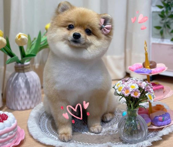 Chó Poodle Cạo Lông: Hướng Dẫn Chăm Sóc, Lợi Ích Và Giá Dịch Vụ Cạo Lông Những sai lầm thường gặp khi cạo lông chó Poodle