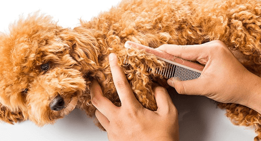 Chó Poodle Cạo Lông: Hướng Dẫn Chăm Sóc, Lợi Ích Và Giá Dịch Vụ Cạo Lông Chó Poodle Cạo Lông: Hướng Dẫn Chăm Sóc, Lợi Ích Và Giá Dịch Vụ Cạo Lông