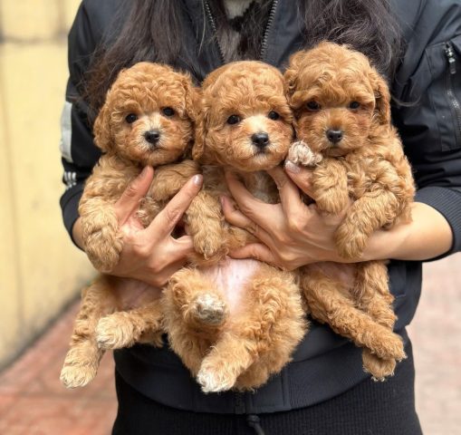 Chó Poodle Chân Ngắn: Đặc Điểm, Cách Chăm Sóc Và Giá Cả Chi Tiết Giới thiệu về chó Poodle chân ngắn