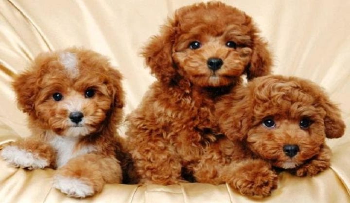 Chó Poodle Chân Ngắn: Đặc Điểm, Cách Chăm Sóc Và Giá Cả Chi Tiết Lợi ích khi nuôi chó Poodle chân ngắn