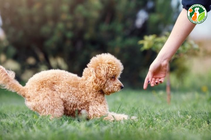 Chó Poodle Chân Ngắn: Đặc Điểm, Cách Chăm Sóc Và Giá Cả Chi Tiết Cách huấn luyện chó Poodle chân ngắn hiệu quả