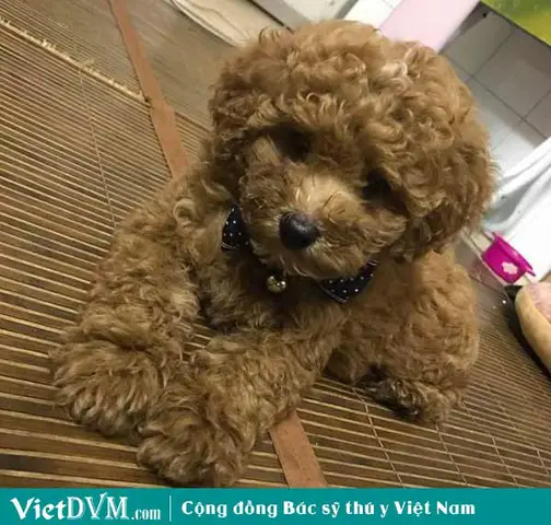 Trí thông minh của chó Poodle chó Poodle có khôn không