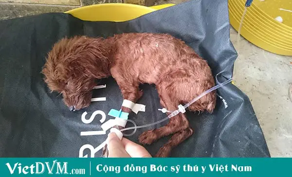 Những yếu tố làm nên trí thông minh của Poodle chó Poodle có khôn không