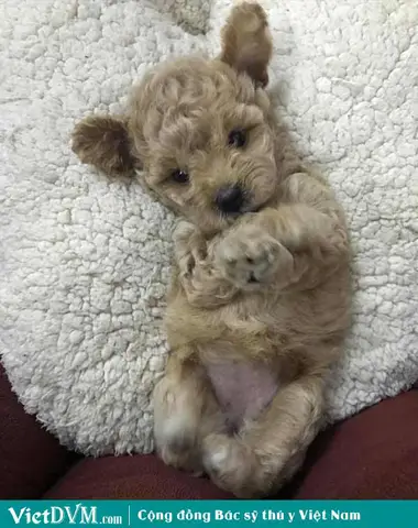 Phát huy trí thông minh của Poodle chó Poodle có khôn không