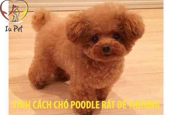 Chó Poodle Con: Đặc Điểm, Cách Chăm Sóc Và Tính Cách Đáng Yêu Chó Poodle con: Đặc điểm và tính cách