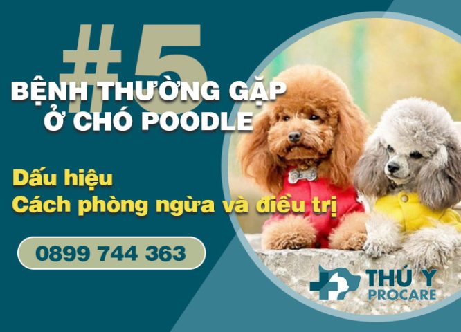 Chó Poodle Con: Đặc Điểm, Cách Chăm Sóc Và Tính Cách Đáng Yêu Huấn luyện chó Poodle con hiệu quả