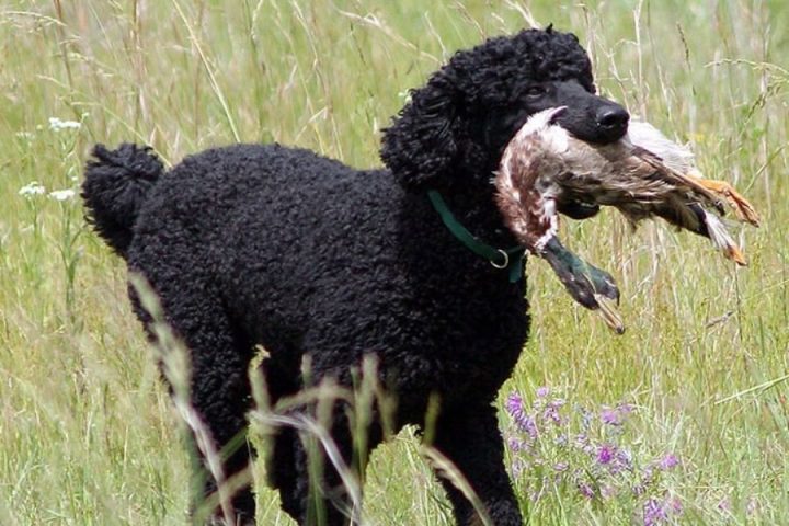 Chó Poodle Đen: Tính Cách, Chăm Sóc Và Giá Cả Cần Biết Chó Poodle Đen: Đặc Điểm và Nguồn Gốc