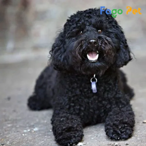 Chó Poodle Đen: Tính Cách, Chăm Sóc Và Giá Cả Cần Biết Cách Chăm Sóc Chó Poodle Đen