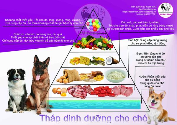 Chó Poodle Đen: Tính Cách, Chăm Sóc Và Giá Cả Cần Biết Chế Độ Dinh Dưỡng Dành Cho Chó Poodle Đen