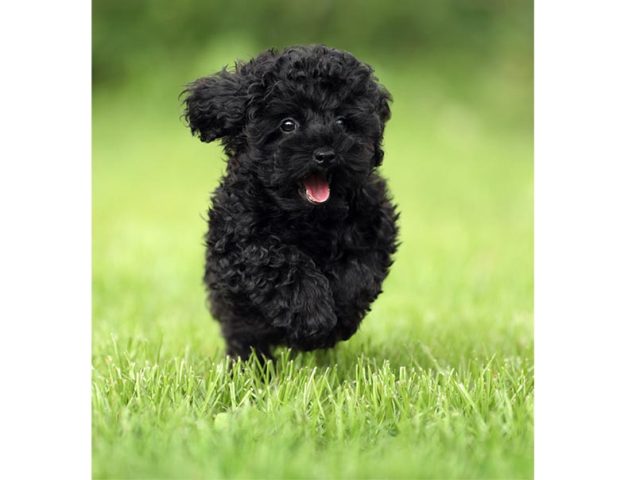 Chó Poodle Đen: Tính Cách, Chăm Sóc Và Giá Cả Cần Biết Đào Tạo và Huấn Luyện Chó Poodle Đen