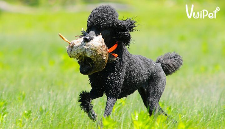 Chó Poodle Đen: Tính Cách, Chăm Sóc Và Giá Cả Cần Biết So Sánh Chó Poodle Đen với Các Giống Poodle Khác