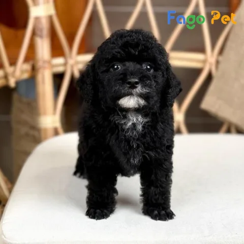 Chó Poodle Đen Giá Bao Nhiêu? Tìm Hiểu Thông Tin Và Địa Chỉ Bán Chó Poodle Đen Chó Poodle đen: Giới thiệu tổng quan