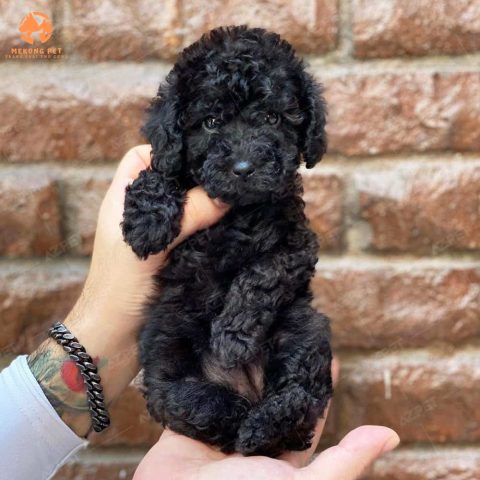 Chó Poodle Đen Giá Bao Nhiêu? Tìm Hiểu Thông Tin Và Địa Chỉ Bán Chó Poodle Đen Chi phí nuôi chó Poodle đen