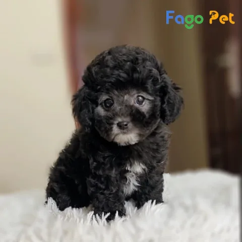 Chó Poodle Đen Giá Bao Nhiêu? Tìm Hiểu Thông Tin Và Địa Chỉ Bán Chó Poodle Đen Kinh nghiệm chăm sóc chó Poodle đen