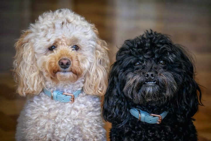 Chó Poodle Đen Giá Bao Nhiêu? Tìm Hiểu Thông Tin Và Địa Chỉ Bán Chó Poodle Đen Đánh giá và phản hồi từ người nuôi chó Poodle đen