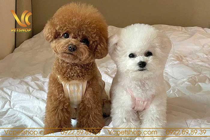 Chó Poodle Giá 1 Triệu: Những Điều Cần Biết Về Giống Chó Dễ Nuôi Này Các yếu tố ảnh hưởng đến giá chó Poodle
