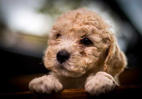 Chó Poodle Giá 2 Triệu: Chất Lượng Và Đặc Điểm Cần Biết Khi Mua Chó Poodle giá 2 triệu có thực sự tồn tại không?
