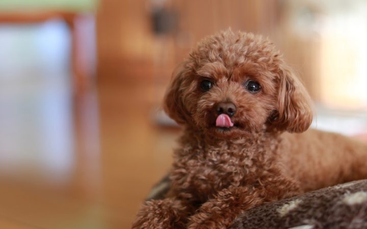 Chó Poodle Giá 2 Triệu: Chất Lượng Và Đặc Điểm Cần Biết Khi Mua Địa chỉ mua chó Poodle giá 2 triệu