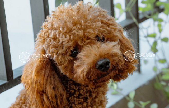 Chó Poodle Giá 2 Triệu: Chất Lượng Và Đặc Điểm Cần Biết Khi Mua Cách chăm sóc chó Poodle giá rẻ