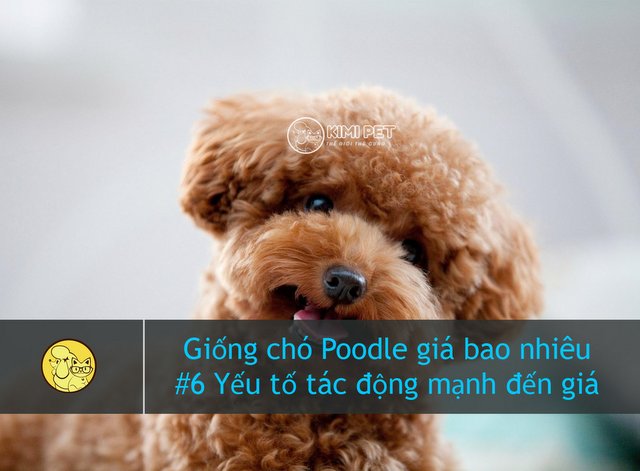 Chó Poodle Giá Sinh Viên: Nơi Mua Chó Poodle Giá Rẻ Tại Hà Nội Các yếu tố ảnh hưởng đến giá chó Poodle