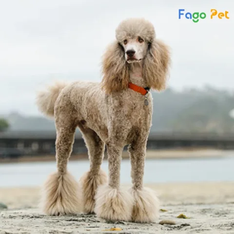 Chó Poodle Khổng Lồ: Tính Cách, Chăm Sóc Và Lợi Ích Cho Gia Đình Bạn Chó Poodle khổng lồ: Đặc điểm nổi bật