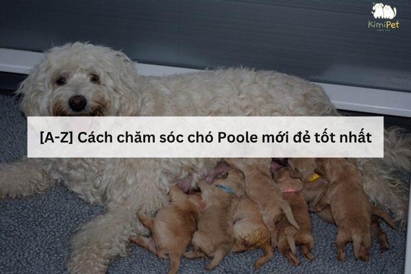 Chó Poodle Khổng Lồ: Tính Cách, Chăm Sóc Và Lợi Ích Cho Gia Đình Bạn Tại sao nên chọn chó Poodle khổng lồ làm thú cưng?