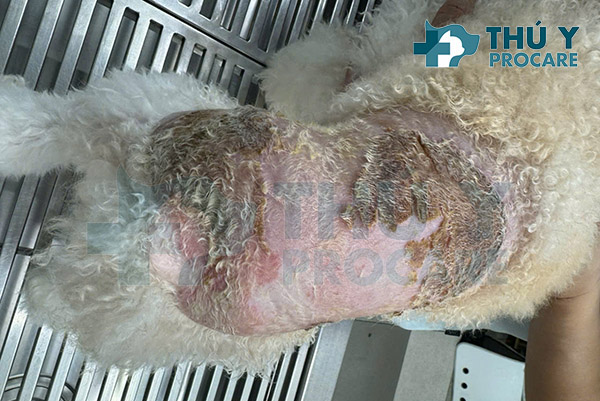 Chó Poodle Khổng Lồ: Tính Cách, Chăm Sóc Và Lợi Ích Cho Gia Đình Bạn Huấn luyện chó Poodle khổng lồ: Những điều cần lưu ý