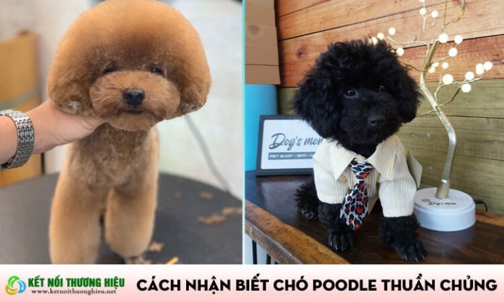 Chó Poodle Lai: Đặc Điểm, Cách Chăm Sóc Và Giá Cả Cần Biết Chó Poodle Lai: Tổng Quan Về Giống Chó Này