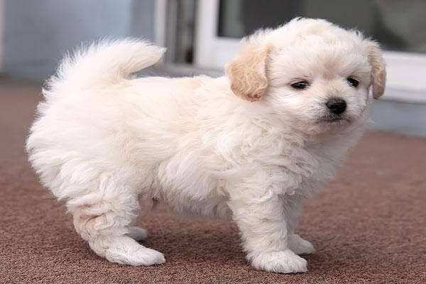 Chó Poodle Lai: Đặc Điểm, Cách Chăm Sóc Và Giá Cả Cần Biết Chó Poodle Lai Có Những Loại Nào?