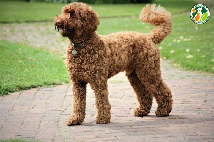 Chó Poodle Lai: Đặc Điểm, Cách Chăm Sóc Và Giá Cả Cần Biết Tính Cách Và Hành Vi Của Chó Poodle Lai