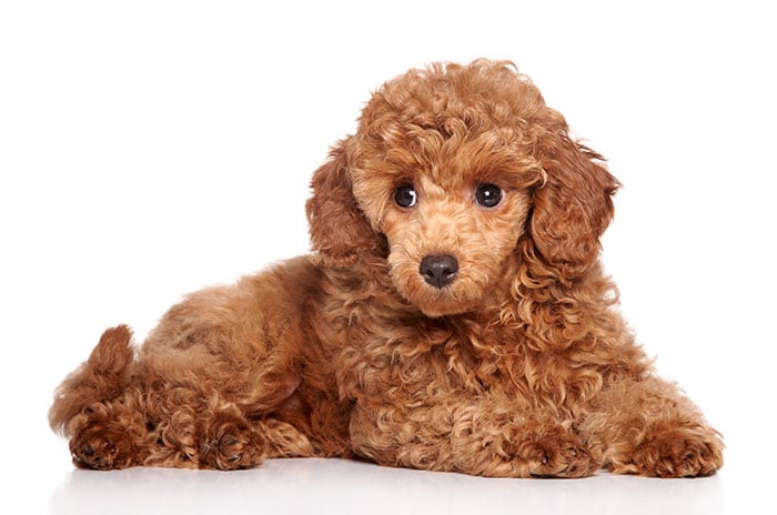 Chó Poodle Lai: Đặc Điểm, Cách Chăm Sóc Và Giá Cả Cần Biết Những Lưu Ý Khi Chọn Mua Chó Poodle Lai