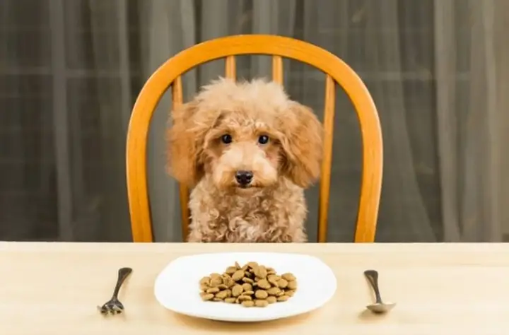Chó Poodle Lai Nhật Ăn Gì: Hướng Dẫn Dinh Dưỡng Toàn Diện Cho Sức Khỏe chó poodle lai nhật ăn gì